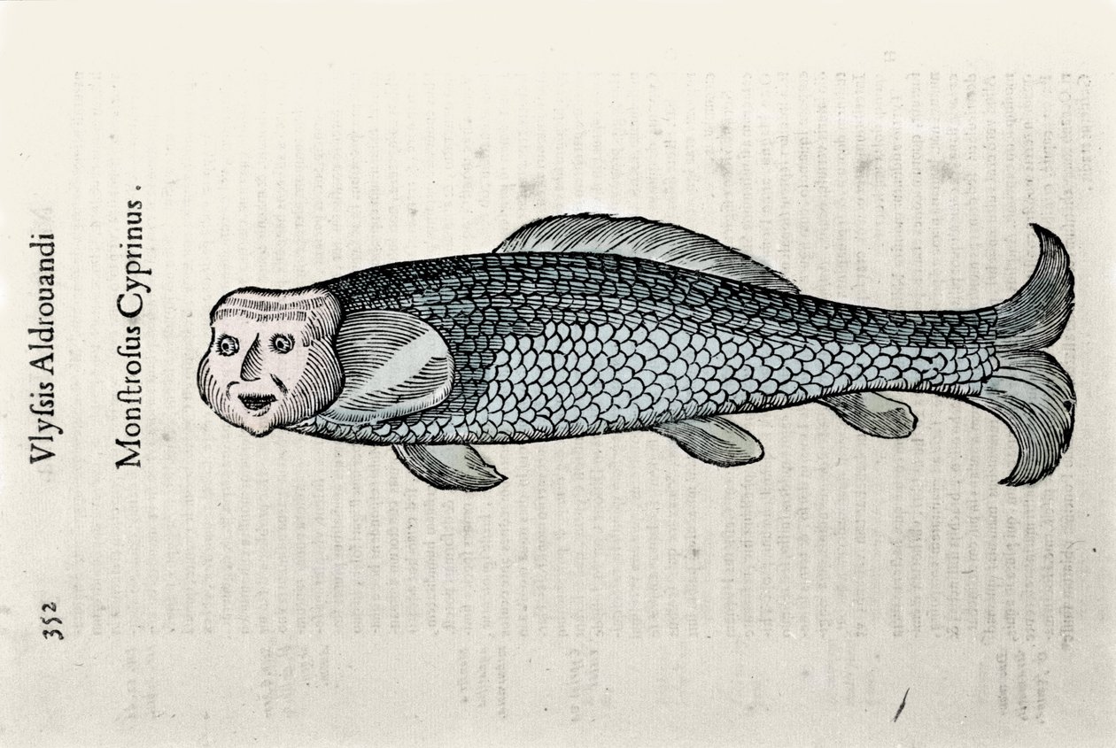 魚の絵 ウリッセ・アルドロヴァンディ（1522-1605）の『博物学』の写本を使って描かれたニコラの図版 ボローニャ大学図書館のウリッセ・アルドロヴァンディ資料室 1603年編 作： ウリッセ・アルドロヴァンディ
