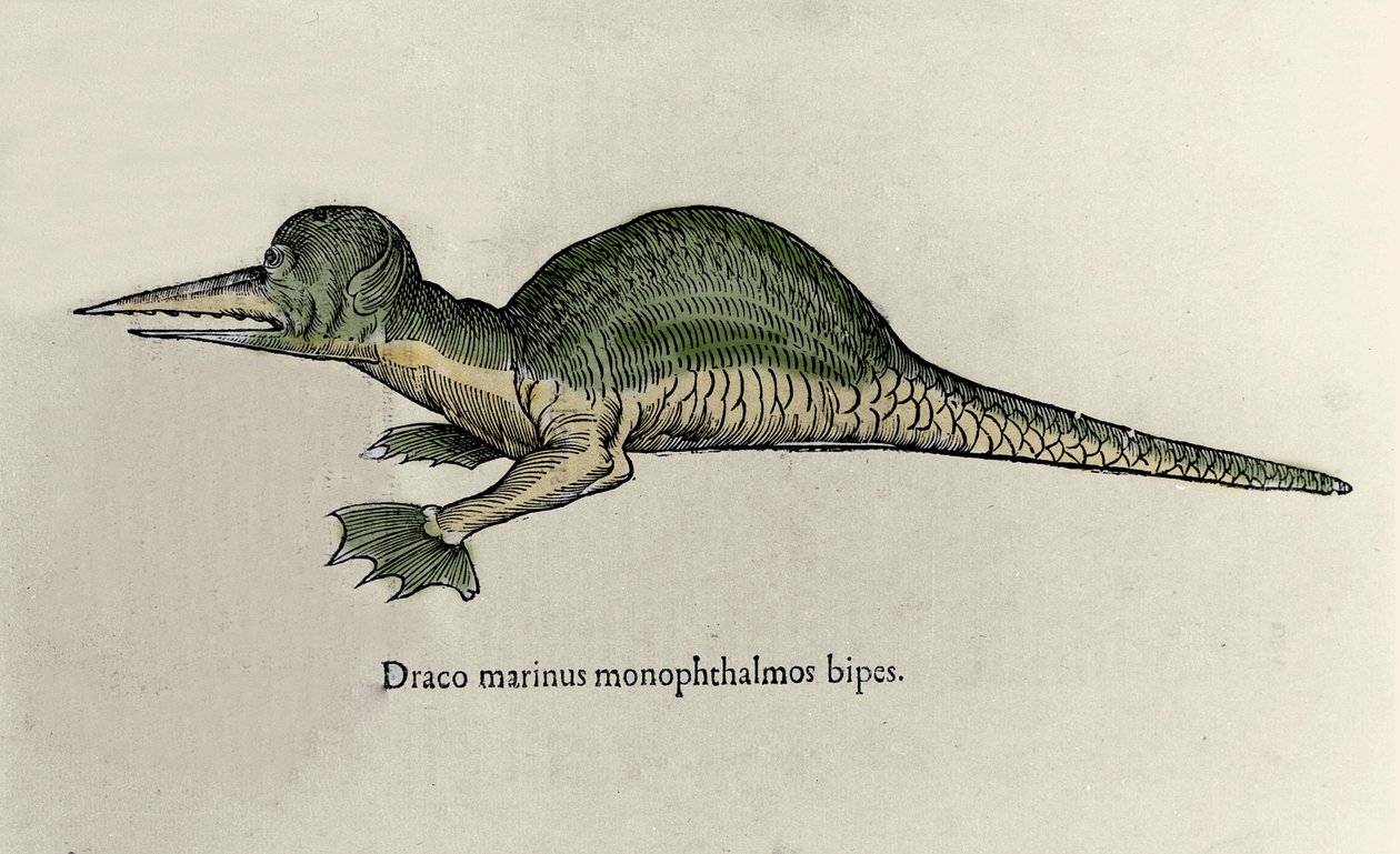 海竜を表現したもの。ウリッセ・アルドロヴァンディ（1522-1605）の博物誌原稿のモンスターのプレート 作： ウリッセ・アルドロヴァンディ