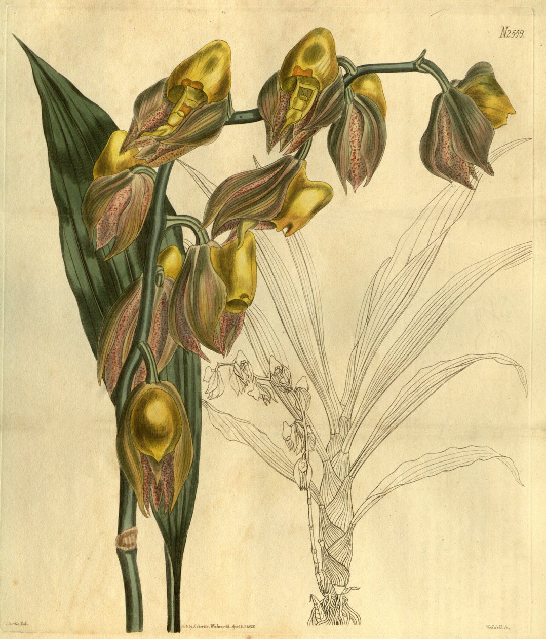 Catasetum macrocarpum（syn。Catasetum tridentatum）のイラスト 作： 不明不明
