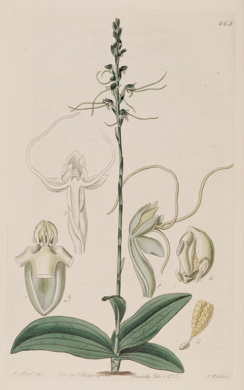 Peristylus tentaculatus（syn。Glossula tentaculataとして）のイラスト 作： 不明不明