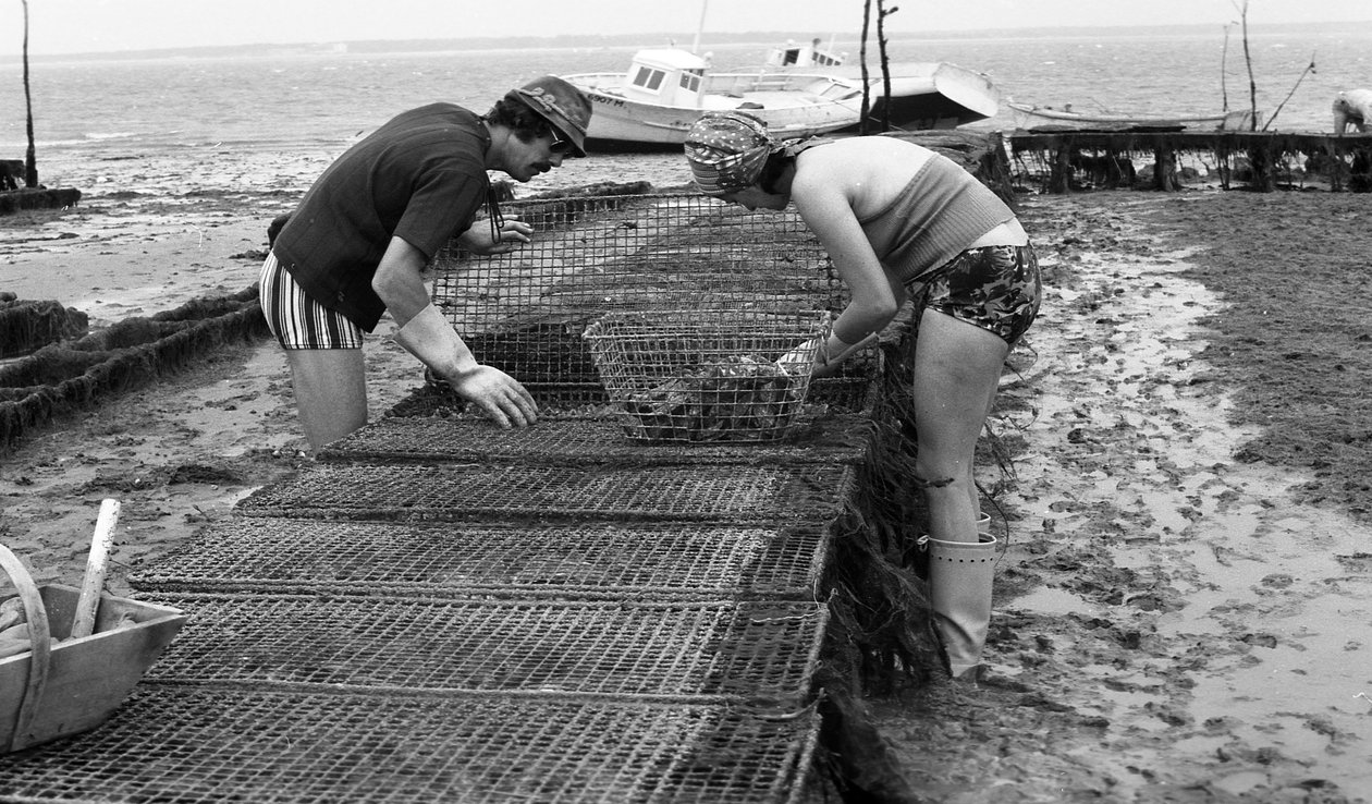 6080 C18 Ostregrower in Vendee Oyster August 1974 作： 不明