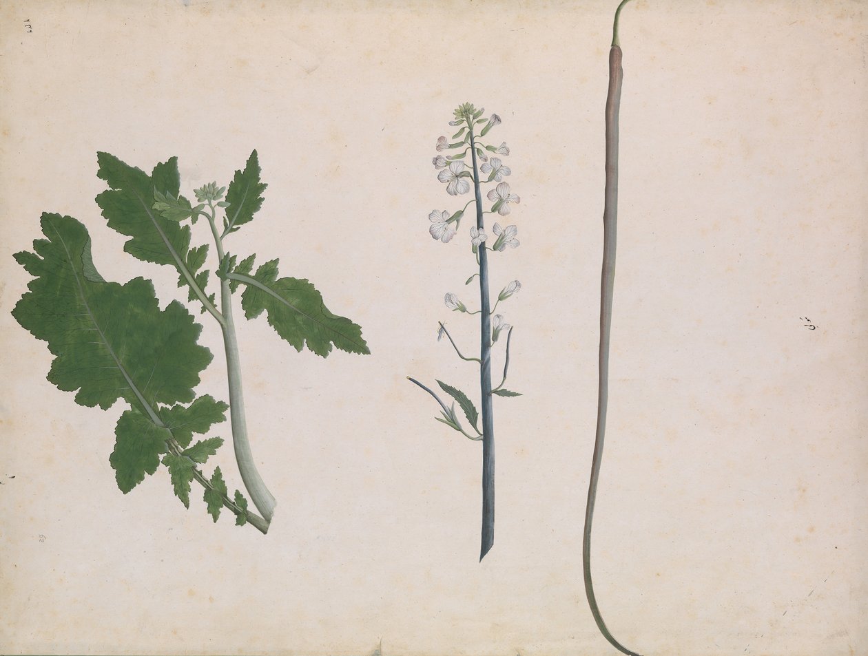 大根の植物、種子、花、18 世紀後半。 作： 不明