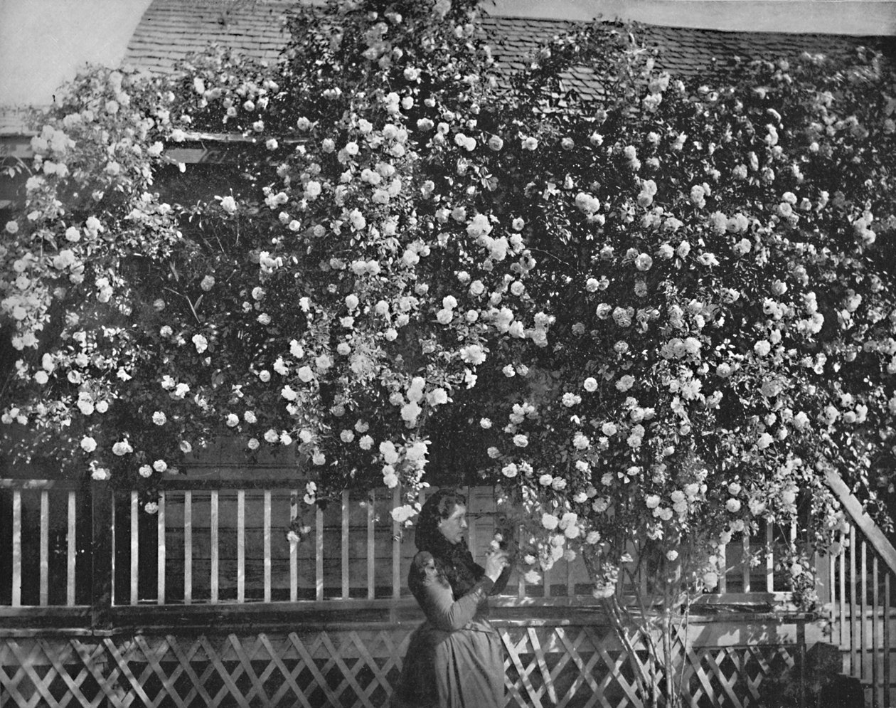 ローズデッキの家、南カリフォルニア、c1897。 作： 不明