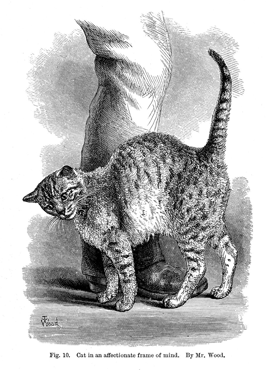 愛情に満ちた猫（『人と動物の表現と感情』1872年より 作： 不明