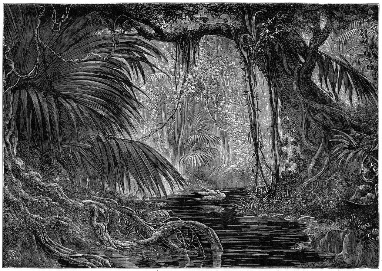 ペルーの森のシーン、1877 作： 不明