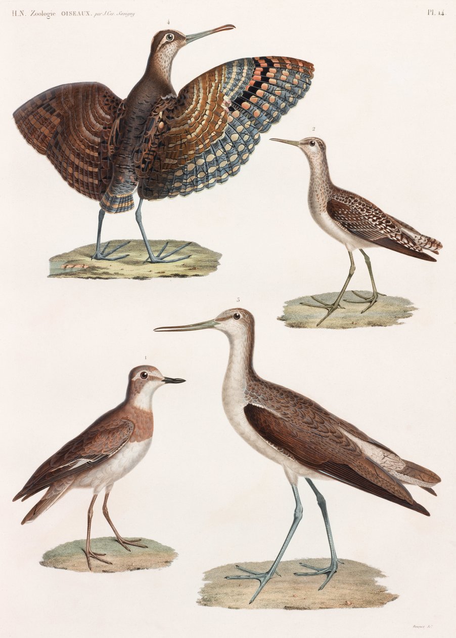 全ページに渡って鳥類のカラーイラストを掲載 作： 不明