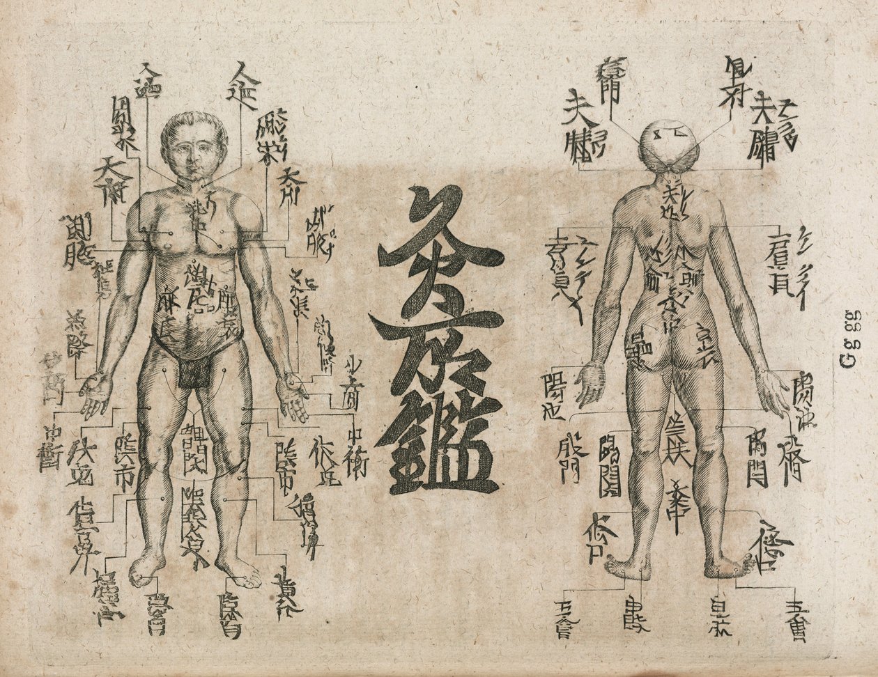 Acupuncture Carte du corps humain indiquant les points de moxibustion (Moxabustion diagram showing where singeing should be avoided) 作： 不明