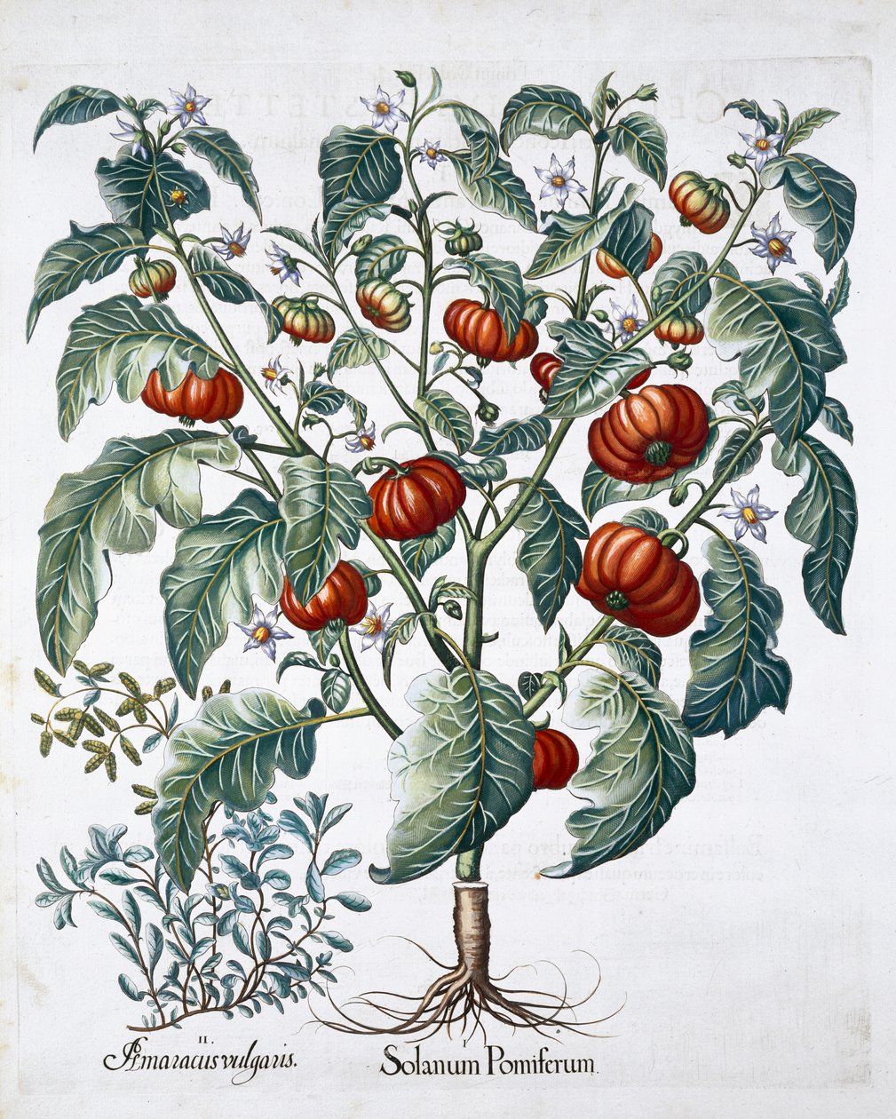 アフリカのトマトとマジョラムの植物、1613年 作： 不明