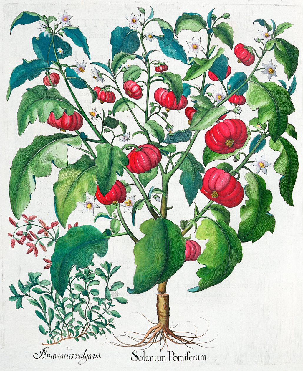 アフリカのトマトとマジョラムの植物、1613年 作： 不明