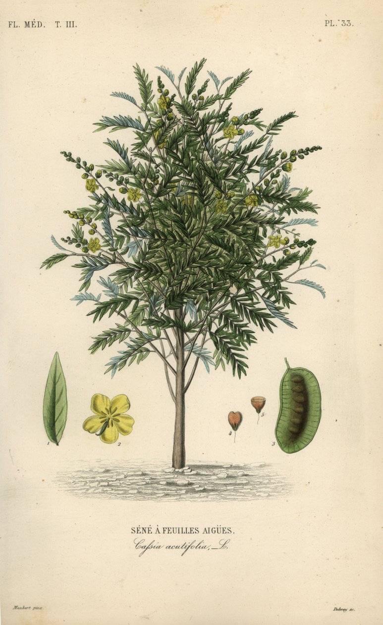 Alexandrian senna, Senna alexandrina, Cassia acutifolia, Sene a feuilles aigues 作： 不明