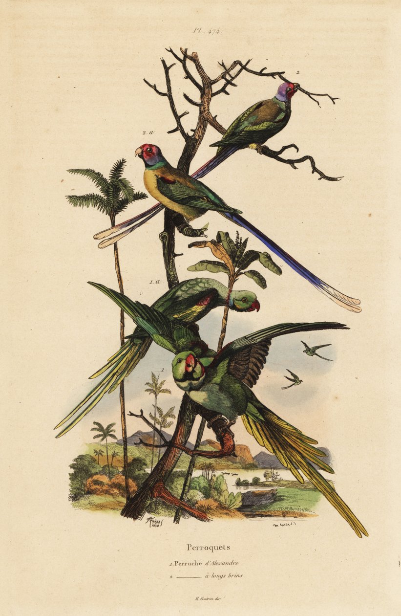 Alexandrine parakeet, Psittacula eupatria, and long-tailed parakeet, Psittacula longicauda Perruche d