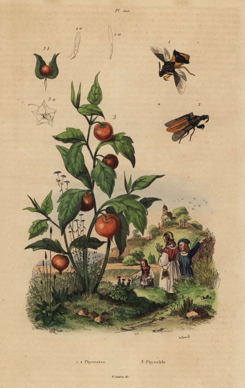 Ambush bug, Macrocephalus cimicoides 1,2、Bladder cherry or Chinese lantern plant, Physalis alkekengi 3。 作： 不明