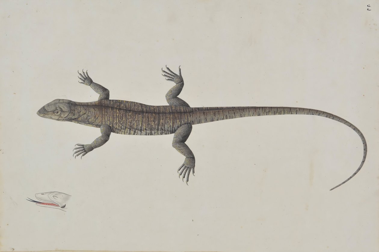 インドの Bish-Khopra トカゲ、カリフォルニア州。 1790年。 作： 不明