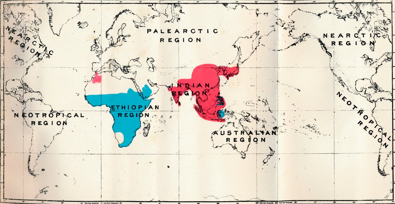 Anthropoidea-VI。さまざまな種の青とマカクス赤の地図分布、1897 作： 不明