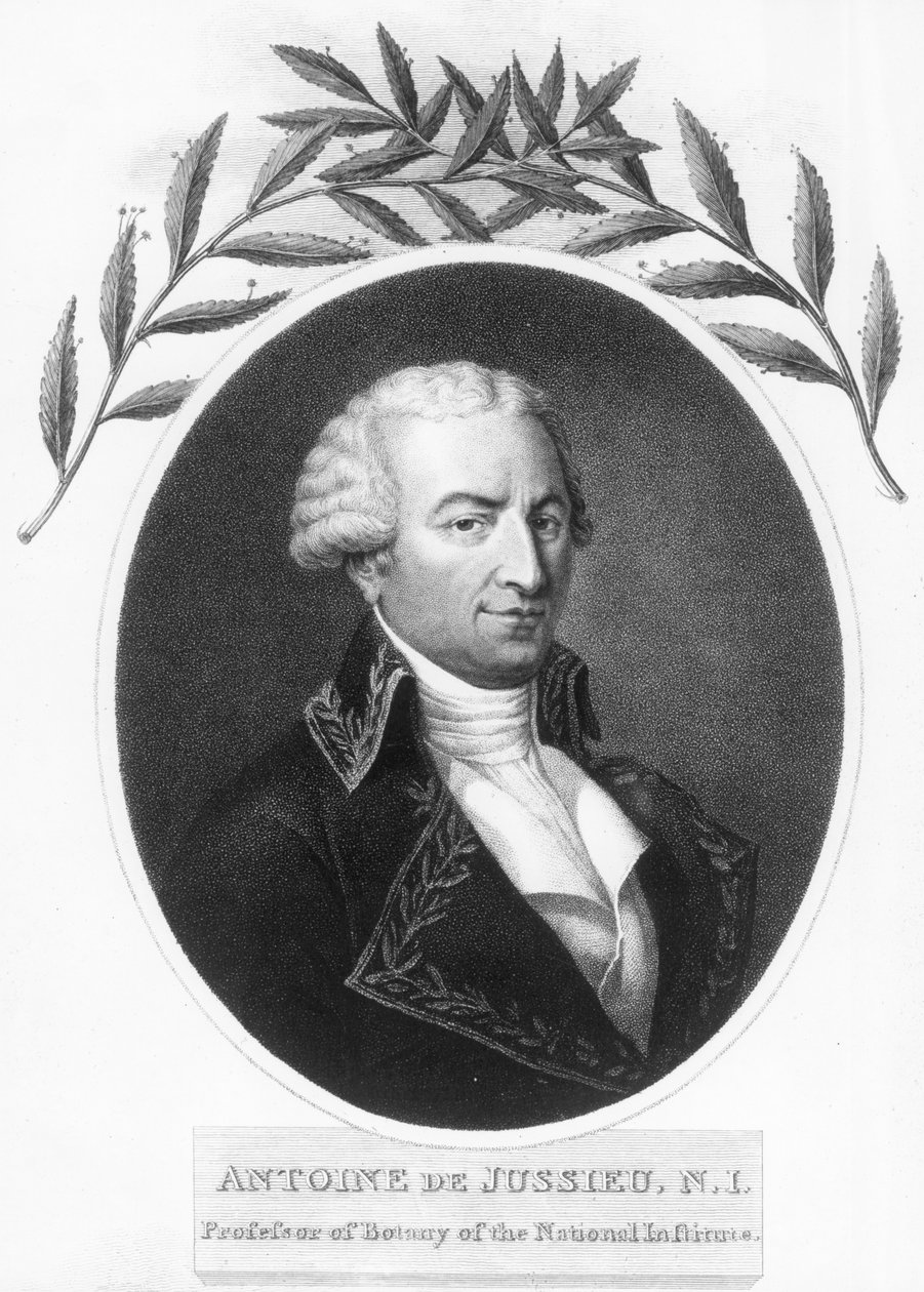 アントワーヌドジュシュー、18世紀のフランスの植物学者、1807年 作： 不明