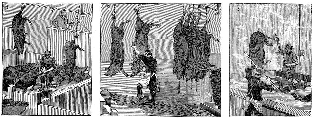 アーマーカンパニーズブタ食肉処理場、シカゴ、イリノイ、米国、1892 作： 不明