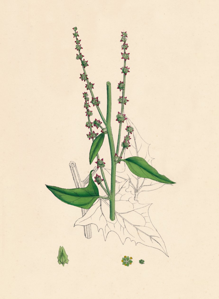 Atriplex Smithii。スミス・オラチェ、19世紀 作： 不明