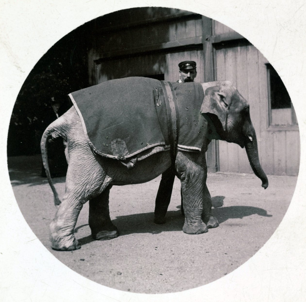 「動物園の赤ちゃんゾウ」1890年頃 作： 不明