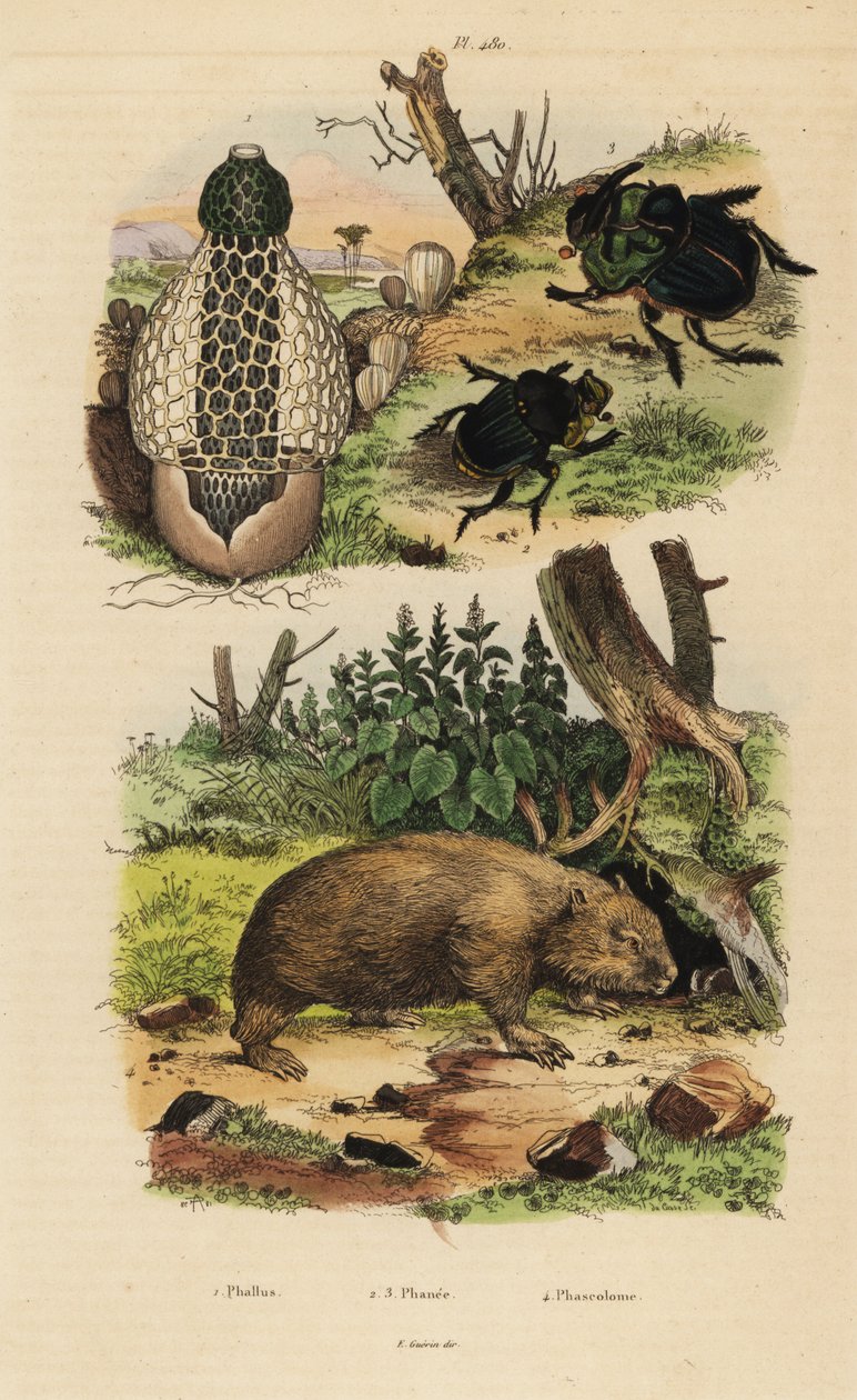竹の菌、Phallus indusiatus 1、コガネムシ、Coprophanaeus ensifer 2、Diabroctis mimas 3、コモンウォンバット、Vombatus ursinus 4 作： 不明