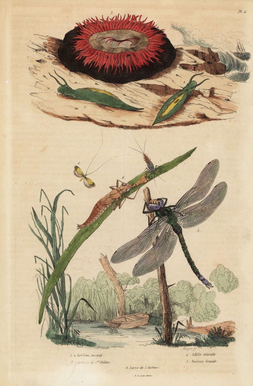 バレルバブルスネイル、Acteon tormatilis 1、ビーズレットアネモネ、Actinia equina 2、イエローバーレッドロングホーン、Nemophora degeerella 3、ブラウンホーカー、Aeshna grandis 4 作： 不明
