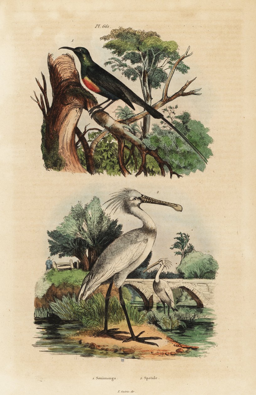 美しいサンバード（Cinnyris pulchella）とヘラサギ（Platalea leucorodia）。 作： 不明