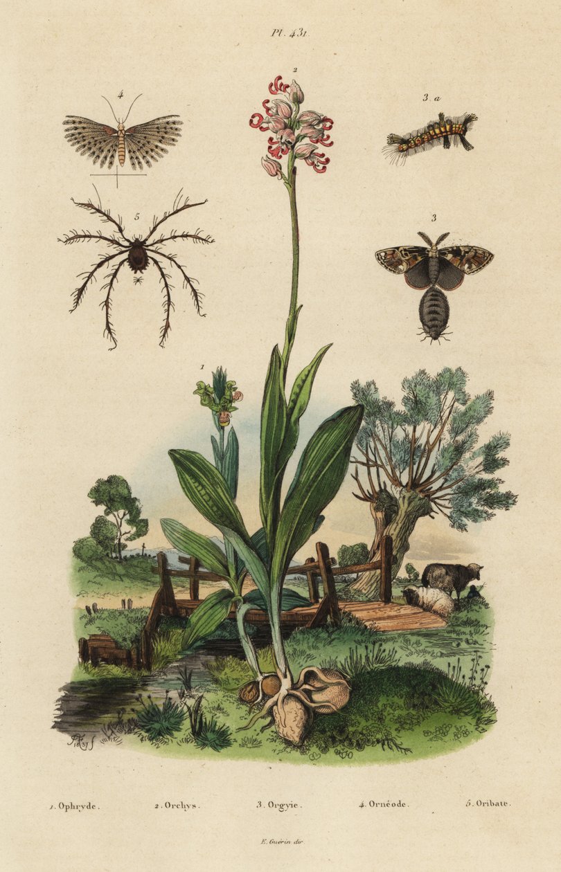 ハチジョウソウ、Ophrys apifera 1、モンキーオーキッド、Orchis simia 2、サビイロウンカ、Orgyia antiqua 3、ツチノコガ、Alucita hexadactyla 4、Oribata geniculata ダニ 5 作： 不明