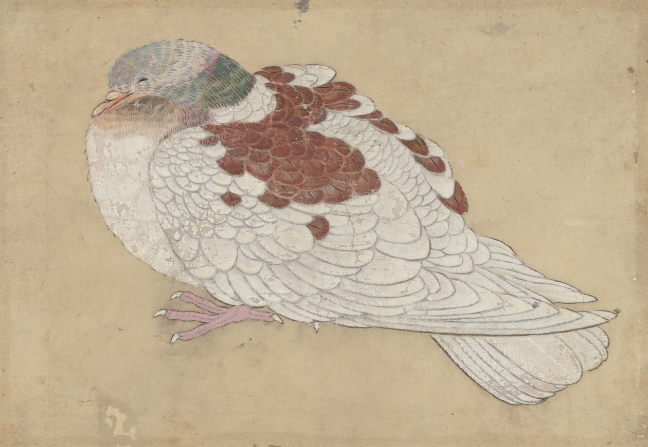 鳥、18世紀。 作： 不明