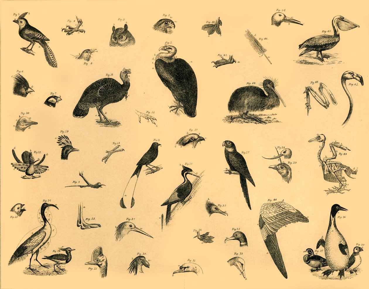 鳥、c1910。 作： 不明