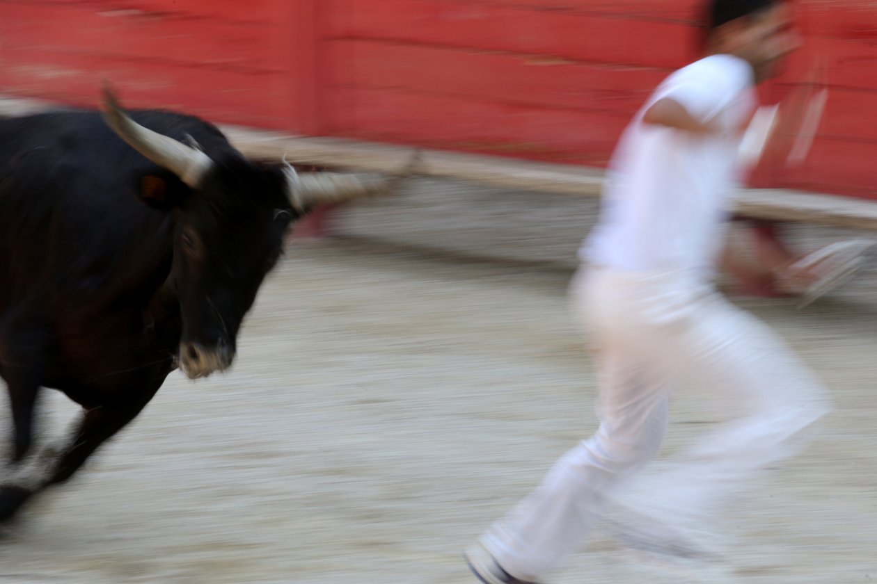 闘牛（Course camarguaise）。雄牛の頭からロゼットを奪うことを目的とした（雄牛にとっては）無血のスペクタクル（フランス・ヴァラブレーグ市 作： 不明