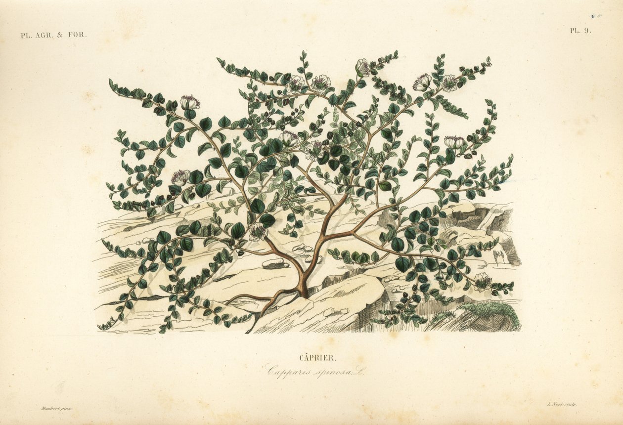 Caper bush or Flinders rose, Capparis spinosa, Caprier 作： 不明