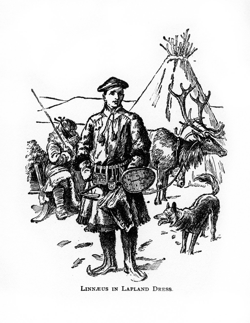 Carolus Linnaeus、18世紀スウェーデンの植物学者、医師、動物学者、20世紀 作： 不明