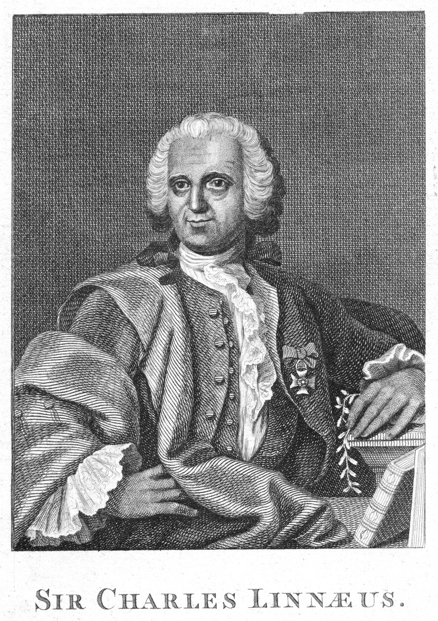 Carolus Linnaeus、18世紀スウェーデンの博物学者 作： 不明