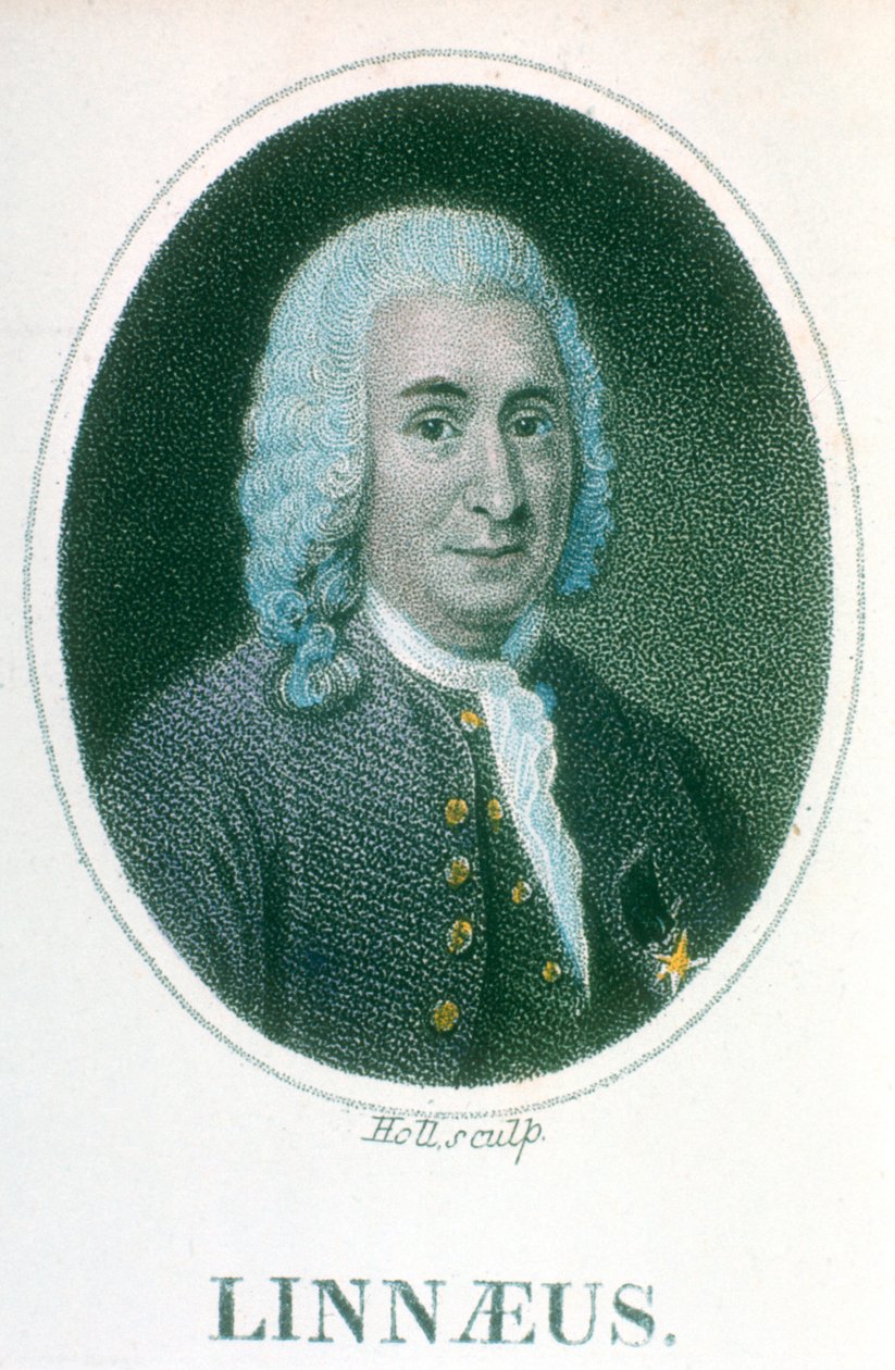 Carolus Linnaeus、18世紀スウェーデンの博物学者、19世紀初頭 作： 不明