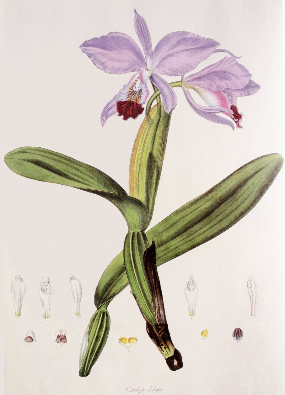 Cattleya labiata 作： 不明