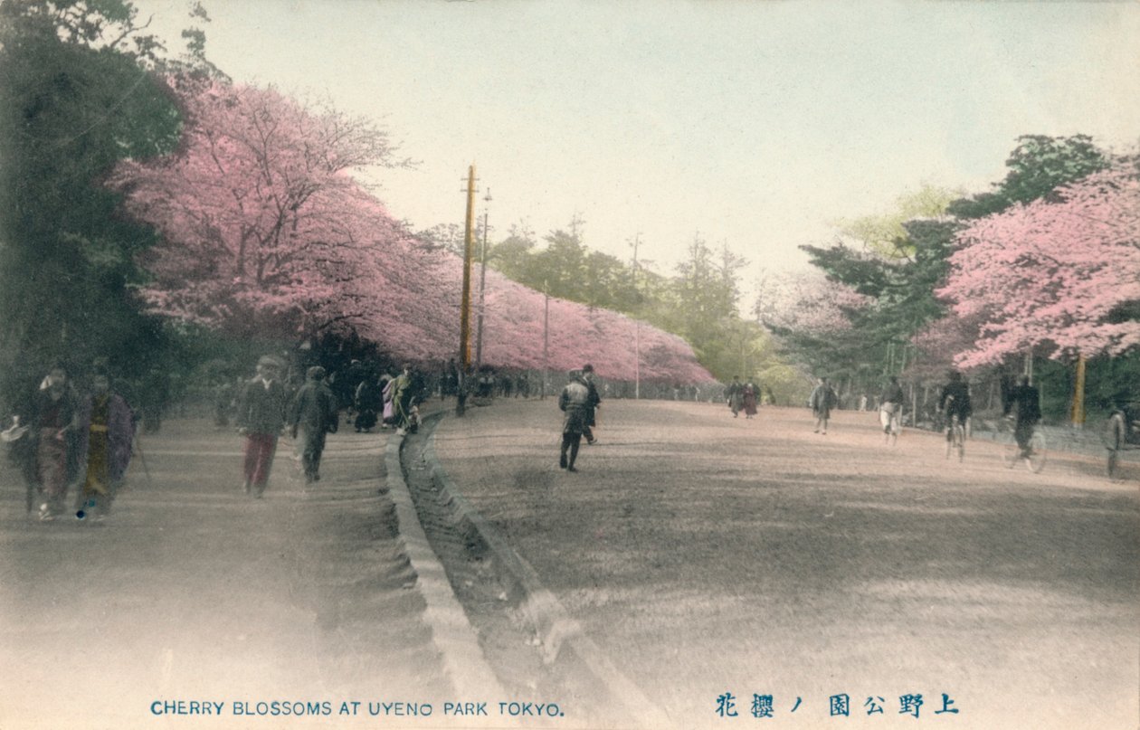 東京上野公園の桜、c1910 作： 不明