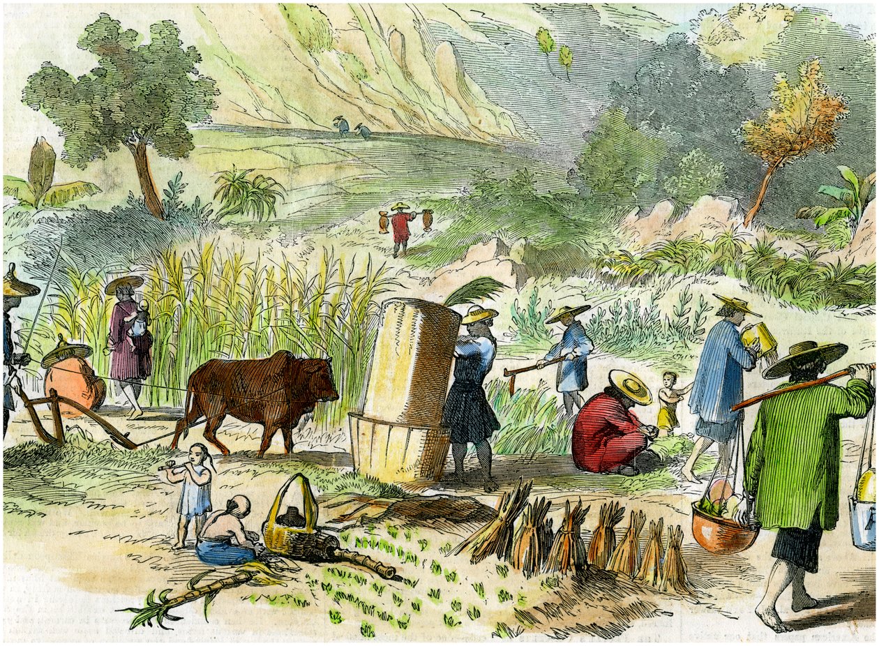 中国の収穫、香港、c1875 作： 不明