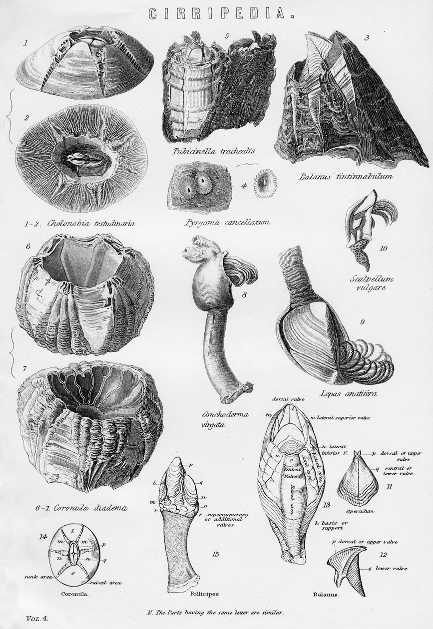 19世紀のCirripedia 作： 不明