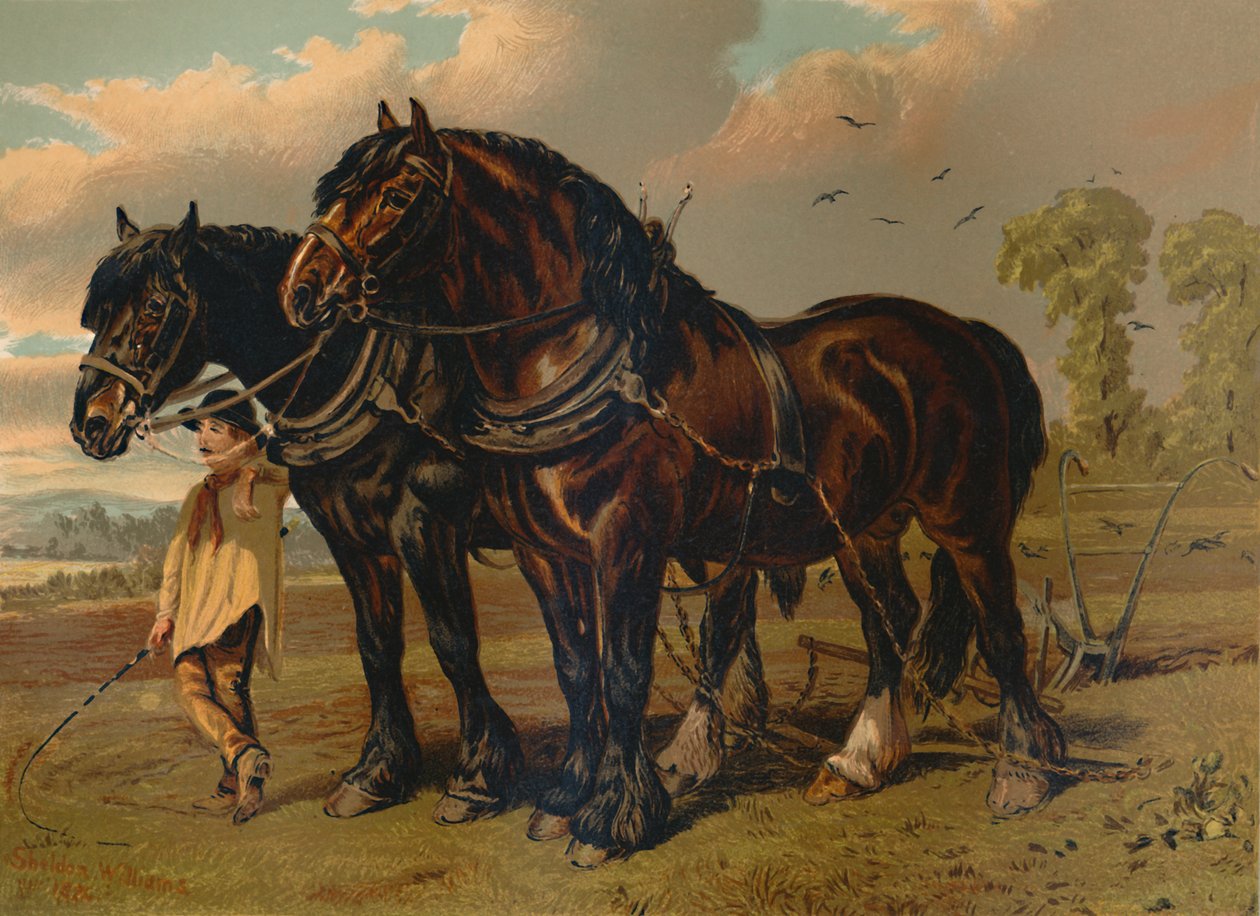クライズデールスタリオン＆マーレ、c1879。 作： 不明