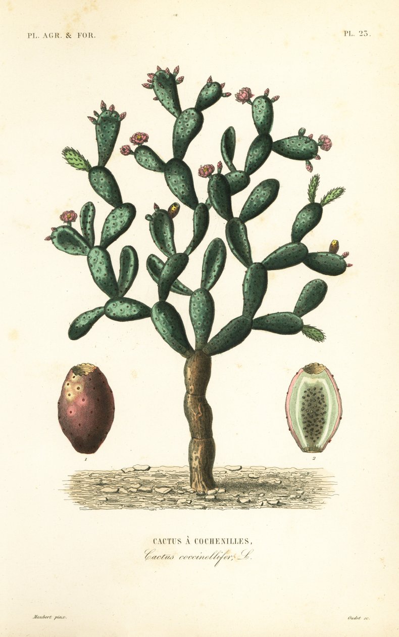 コチニールサボテン、Nopalea cochenillifera、Opuntia cochenillifera、Cactus cochenillifer、Cactus coccinellifer、Cactus a cochenilles 作： 不明