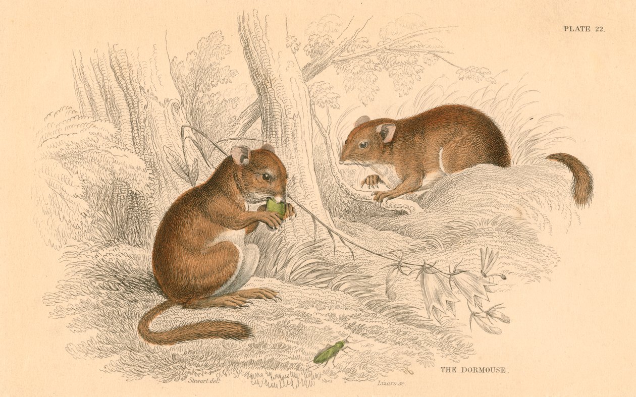一般的なヤマネMuscardinus arvellanarius、冬眠げっ歯類、1828 作： 不明