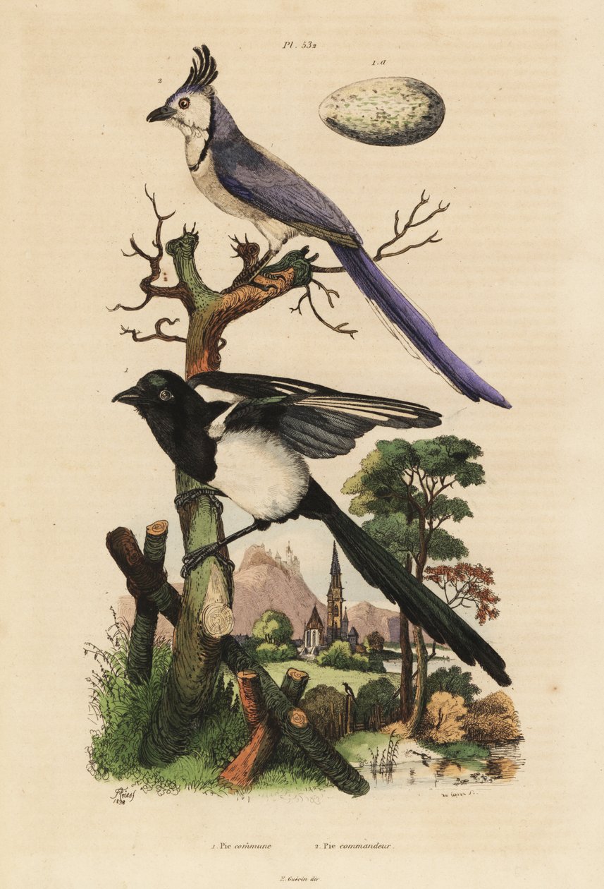 カササギ(Pica pica)とメジロカササギ(Calocitta formosa)と卵 作： 不明