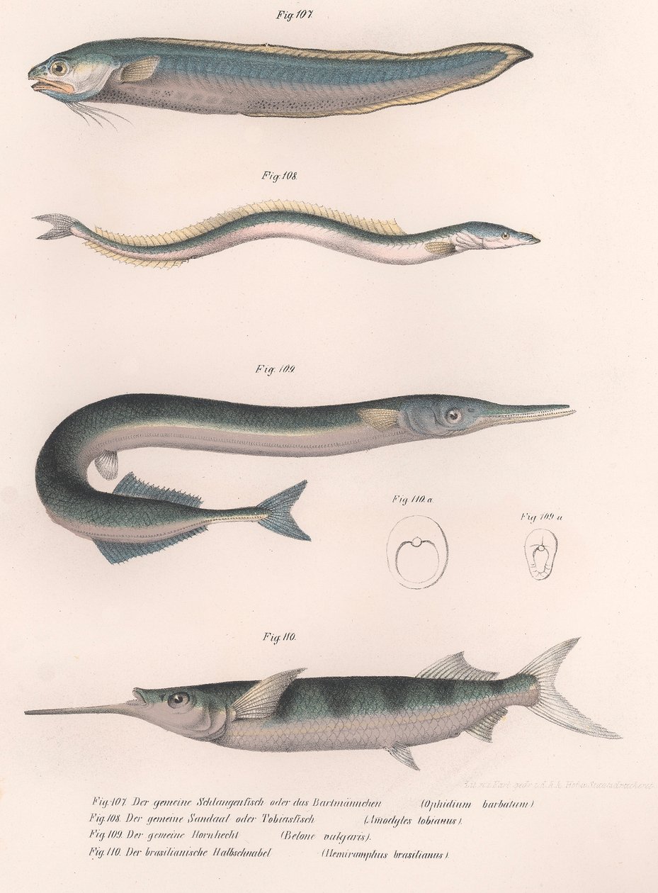 一般的なヘビの魚。一般的な砂うなぎ。共通のHornhecht。ブラジルのハーフビーク、1850年代頃 作： 不明