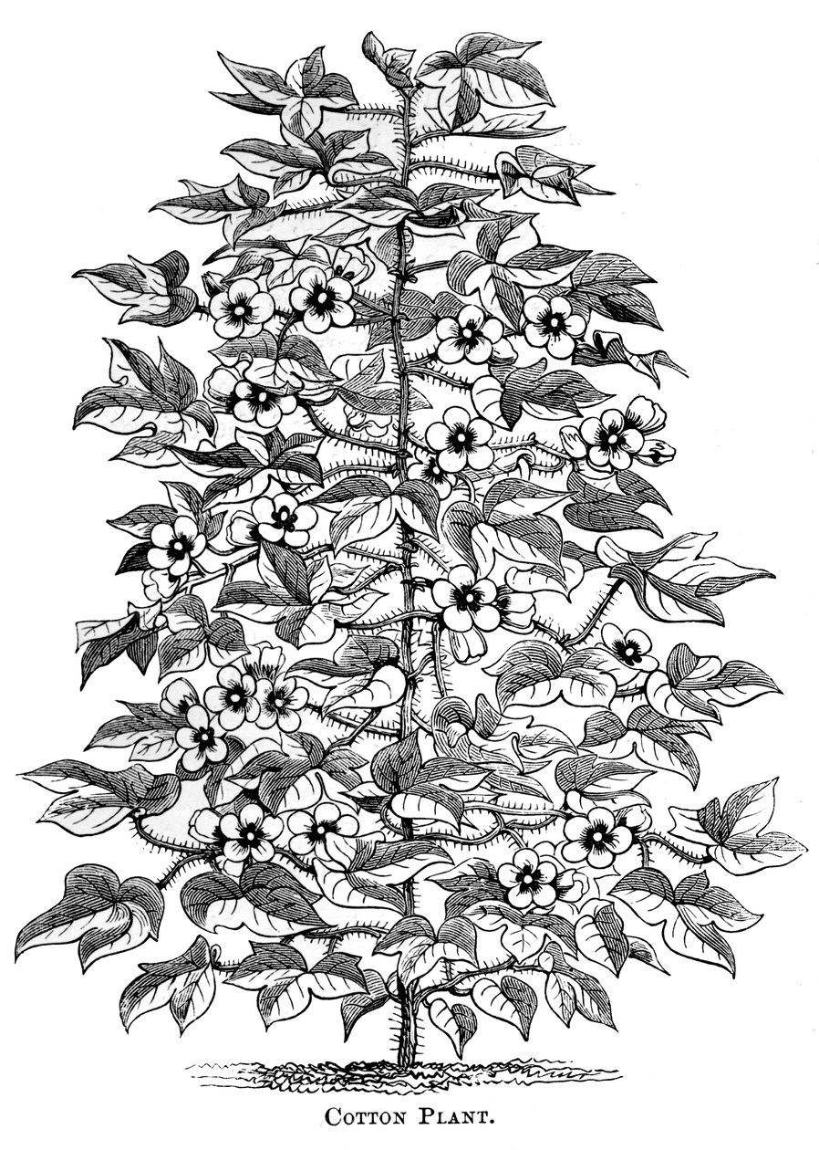 綿植物、c1880 作： 不明
