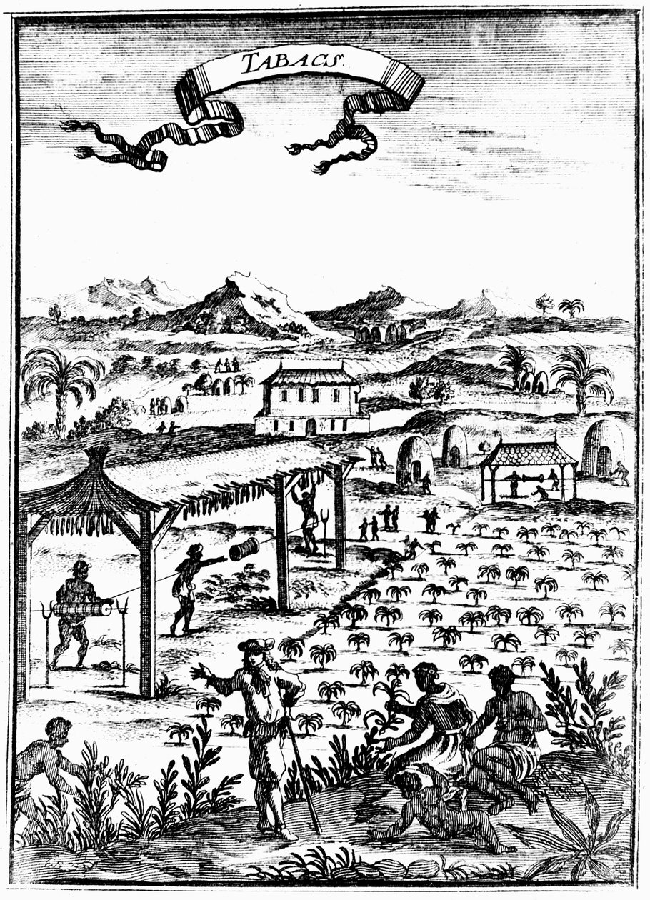 奴隷労働を使用した西インド諸島でのタバコの栽培と養生、1686年 作： 不明