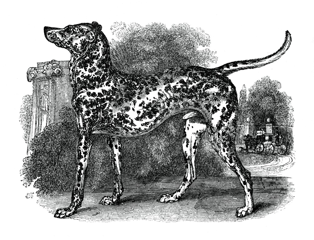 ダルメシアン犬、1848 作： 不明
