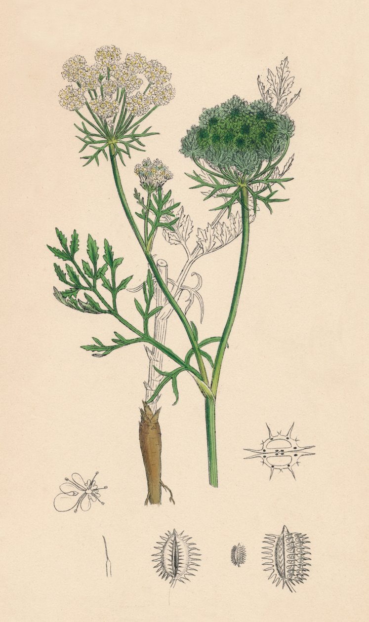 Daucus Carota。野生のニンジン、19世紀 作： 不明