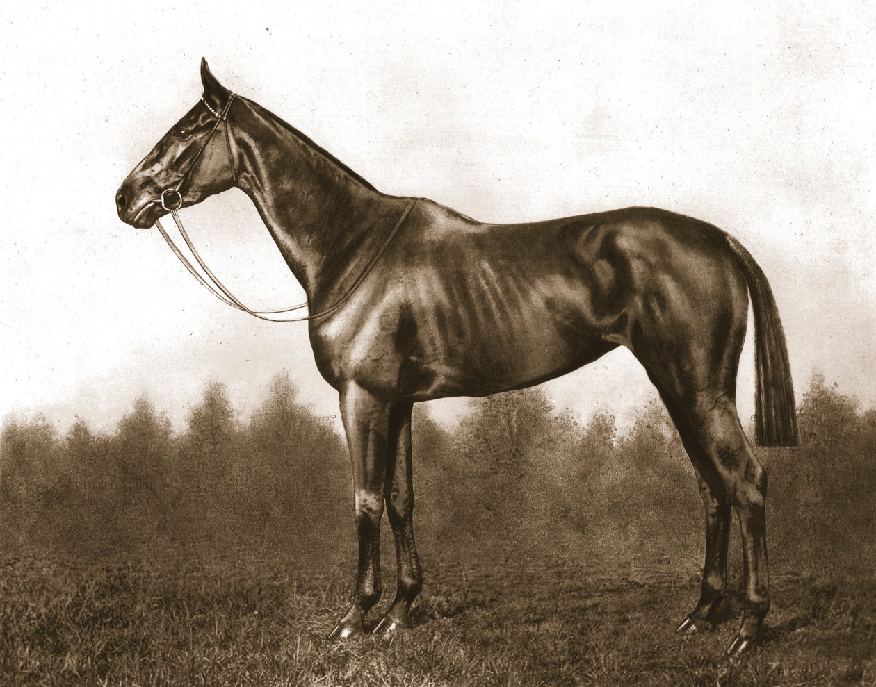 Demure、1911年。 作： 不明
