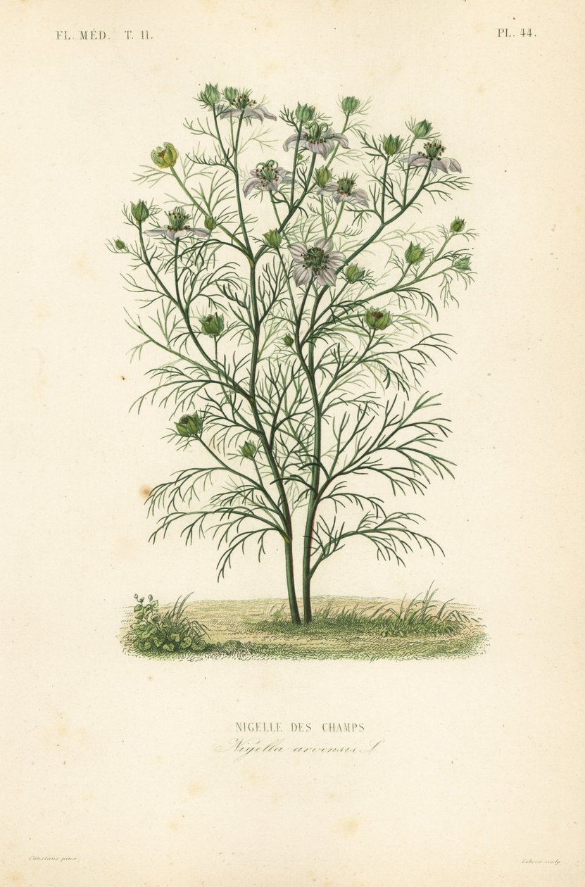 Devil-in-a-bush or love-in-a-mist, Nigella arvensis, Nigelle des champs. 作： 不明