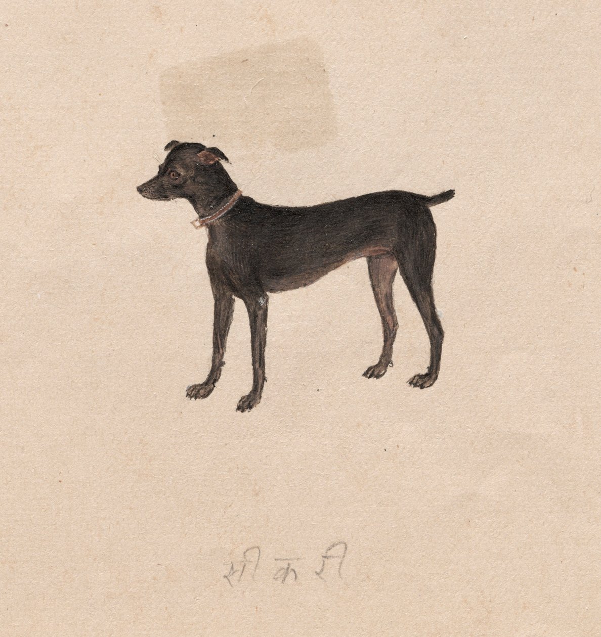 犬、1800年代。 作： 不明