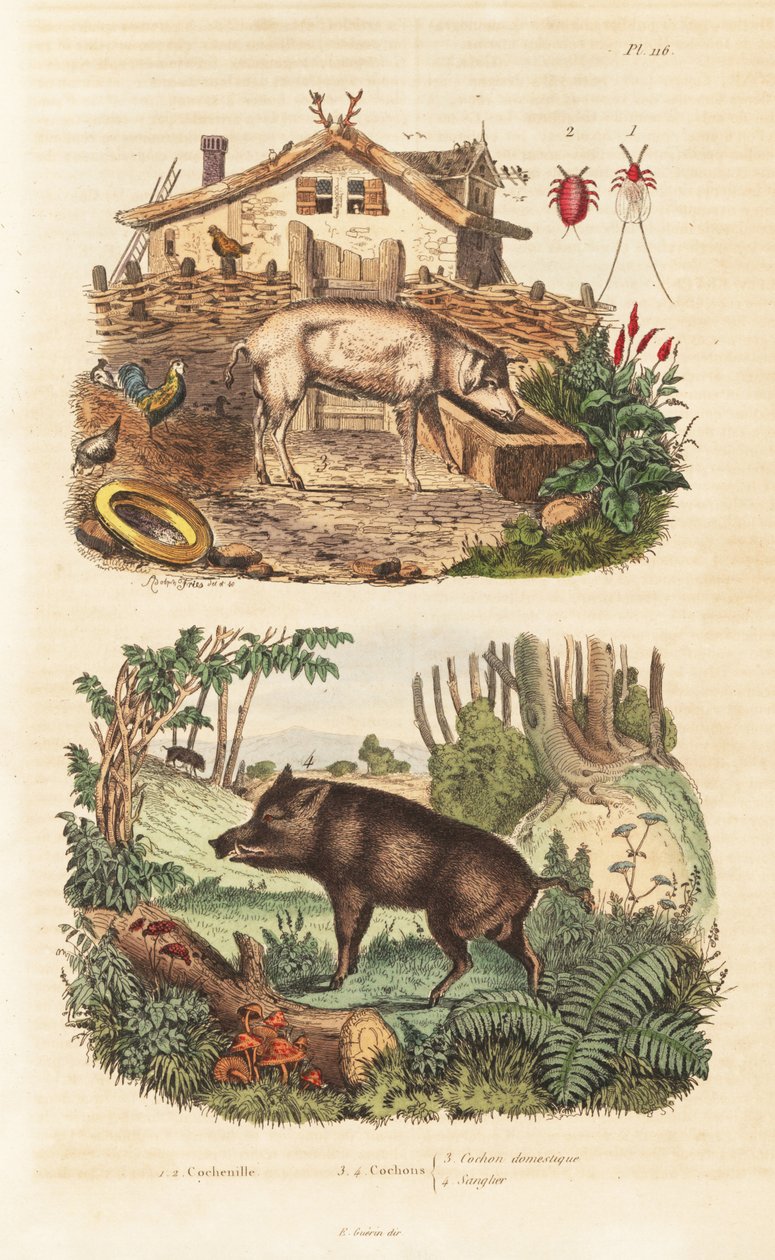 家豚（Sus scrofa domesticus）3、イノシシ（Sus scrofa）4、コチニールカイガラムシ（Dactylopius coccus）1,2 作： 不明